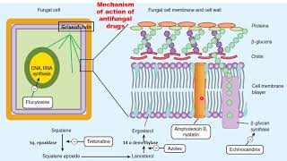 Pharmacology Antifungal and antiviral drugs Third year فارما [upl. by Ttcos]