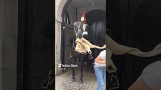 HORSE STEAL THE SWEATER FROM TOURIST horse [upl. by Gilba]