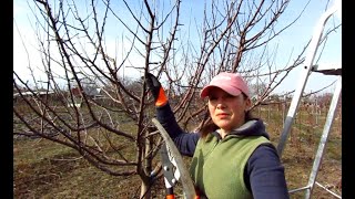 Cum se face tăierea curățarea la măr  HOW to prune an apple tree [upl. by Hamon]