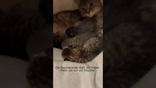 Die faszinierende Welt der Katze Mehr als nur ein Haustier 🐾cat cute viralvideo kitten foryou [upl. by Hazeghi]