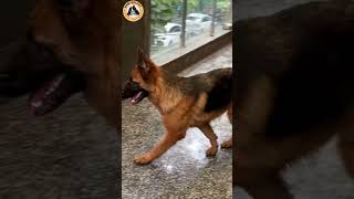 Rottweiler Bubzee Ko Papa Ne Di Gyaan Ki Dose dogs shorts rottweiler youtubeshorts trending [upl. by Auhel]