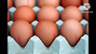 Different Types Of Hens Eggs Types Of Eggs Tamil Egg Hatching Tips Channel [upl. by Ecyt]