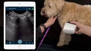 How To Perform Ultrasound On Dogs Lungs  Dr Soren Boysen Demonstrates Using Clarius Ultrasound [upl. by Nuahsak]