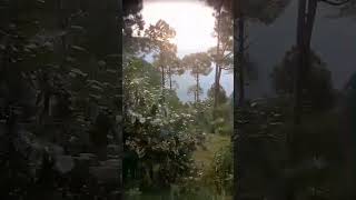 Healing chirpine forest insect sounds blooming Anaphalis flowers in understoreyshorts plzsubs [upl. by Lupee]