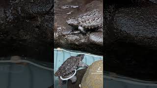 Soft shell and Alligator Snapping turtle babies hanging out reptiles [upl. by Adnawyt]