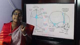 Lecture On Fontanelles [upl. by Jak]