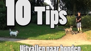 Dog School 10 tips om uitvallen aan de lijn te trainen [upl. by Neddy]