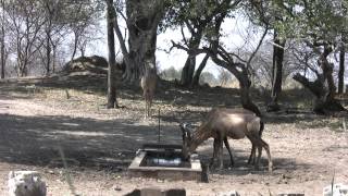 Bowhunting in Namibia 2014  Hartebeest Shot [upl. by Akimal326]