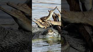 Meet The BIZARRE GHARIAL Crocodile shorts [upl. by Orose]