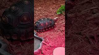 Flippy the RedFooted Tortoise had his enclosure cleaned up today shorts [upl. by Mixam999]