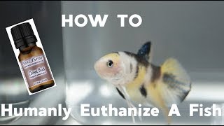 HOW TO Humanly Euthanize A Fish [upl. by Macleod]