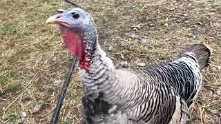 Narragansett Turkeys on the Farm [upl. by Ioab]