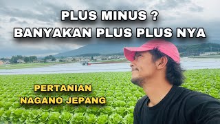 INI DIA PLUS MINUS KERJA DI PERTANIAN NAGANO JEPANG [upl. by Suirred]