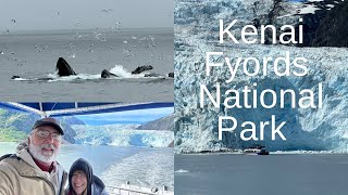 Wild Wonders Witnessing Bubble Net Feeding at Kenai Fjords [upl. by Lore]