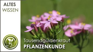 WERTVOLLES quotTausendgüldenkrautquot Pflanzenkunde im Jahreskreis [upl. by Aniela]