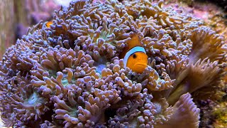 Experience Clownfish Finally Doing Something Interesting After 6 Years [upl. by Kaycee]