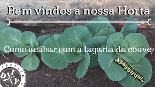 NOSSA HORTA  COMO ACABAR COM LAGARTA NA COUVE  FAMÍLIA DIY [upl. by Kauppi]