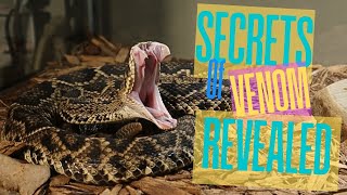 The Shocking Truth About Snake Venom I WISH I Knew Sooner [upl. by Brighton]