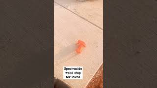 Spectracide weed stop for lawns plus crabgrasskiller weedkiller homeownership [upl. by Onailime959]