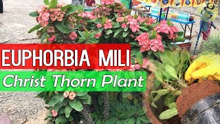 Euphorbia Milii Plant Care and Tips  The Christ Plant or Crown of Thorns Euphorbia plant [upl. by Leicester]