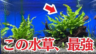 【初心者必見】水草水槽はこれで誰でも楽しめます [upl. by Tranquada]