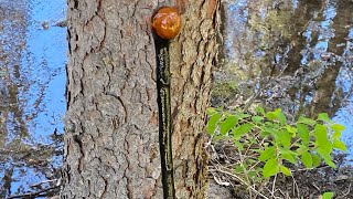 The Olde Shillelagh Walking Stick [upl. by Nyroc]