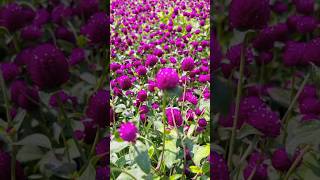 Beautiful Gomphrena globosa flower 🥰flowers gomphrena [upl. by Naida]