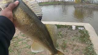 22 12 INCH WALLEYE TODAT AT THE DAM [upl. by Fonsie]