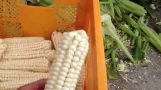 Fast way to peel sweet corn easily 옥수수탈피기 [upl. by Ramej]