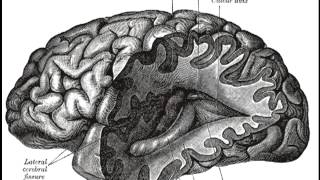 Behavioral neuroscience [upl. by Alben554]