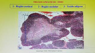 IMUNOLOGIA Sistema linfoide parte 1 [upl. by Ayekram]