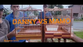 DANNY VS MAMO TOWA TOWA BIRD RACE IN ESSEQUIBO 🇬🇾 [upl. by Nohs794]