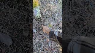 Arrow head hunting in Haigler Canyon [upl. by Elvera]