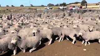 Lindley Park Seconds draft Merino Ewe Lambs Complete drop [upl. by Stein]