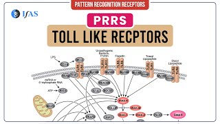 Explanation on Toll Like Receptors Immunology [upl. by Michel47]