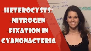 Heterocysts Nitrogen Fixation in Cyanonacteria [upl. by Nnylaj]