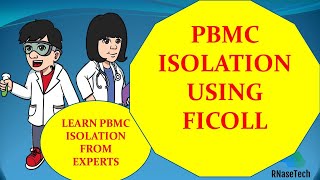 How to isolate PBMC from human blood  Tips for isolating PBMC  PBMC isolation using FICOLL [upl. by Cirtap983]