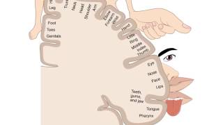 Cortical Homunculus  Your motor and sensory map [upl. by Ahsilaf]