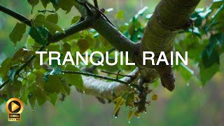 RAIN MEDITATION  10 Hours  Sleep Aid  Anxiety Relief  Calming Background Ambience [upl. by Hera]