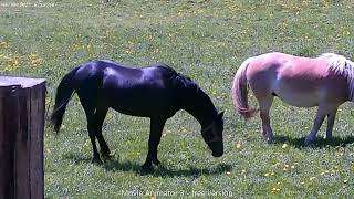 Amish Cows And Horses [upl. by Ysus283]