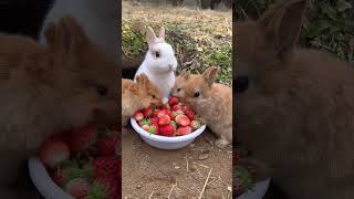 A group of rabbits eat strawberries and are cute Rabbits Little cute pets in the countryside [upl. by Ingrim]