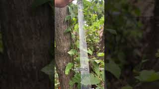 quotAdvanced Tree Grafting Techniques For Experienced grafters Onlyquot [upl. by Elita]