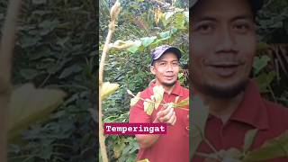 AWAS ADA TUMBUHAN BERDURI TEMPERINGAT [upl. by Jenni]