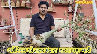 Treating Big Size Adenium Rot Disease  अडेनियम में रुट रॉट  जड़ गलन [upl. by Aksoyn802]