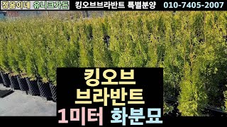 2023 측백 킹오브브라반트 화분묘 분양 가장 빨리 크는 생울타리용010 7405 2007 [upl. by Hibbitts]