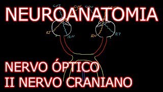 Aula Neuroanatomia  Nervo Óptico II Nervo Craniano e o Sistema Visual  Neuroanatomia 62 [upl. by Rosena266]