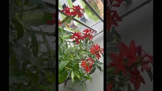 Red Crossandra firecracker flower blooms all year round  flowers crossandra firecracker garden [upl. by Anelle]