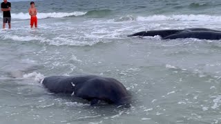 RARE Manatee sighting on the shore of Treasure Island Beach INSANE EXPERIENCE  WooGlobe [upl. by Levram]