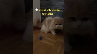 Britisch Langhaar KITTEN 🐱  MISST ICH WURDE ERWISCHT 💭⁉️ [upl. by Ecirtaed]