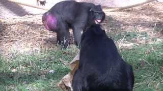 Black Crested Macaque Is Upset With Mate [upl. by Astrahan]